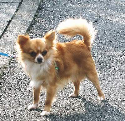 ２００７年モカ