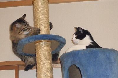 まろん・みるく