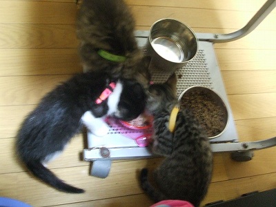 よく食べる仔猫達