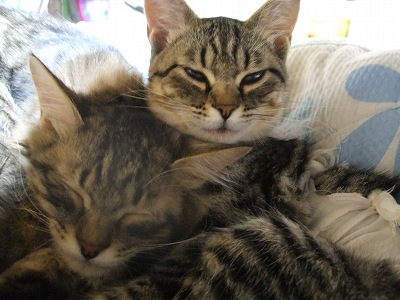 まろん・クルミ