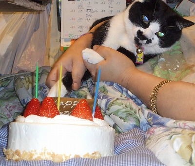 しんにゃんおめでとう