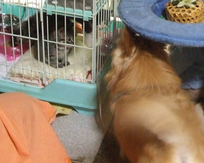 つばさとチビーズ