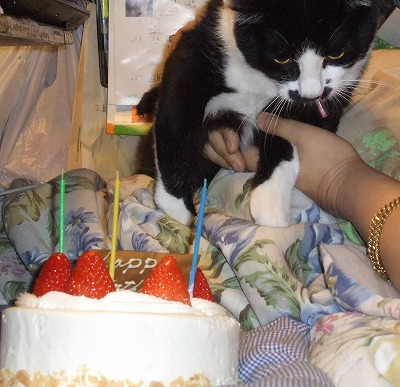 しんにゃんおめでとう