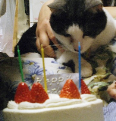 ヤマト３才おめでとう