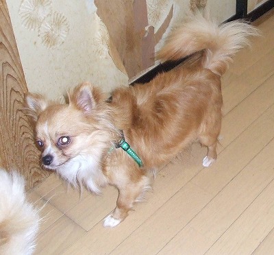 つばさ兄ちゃんの後ろから・・・