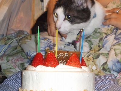 ヤマト３才おめでとう