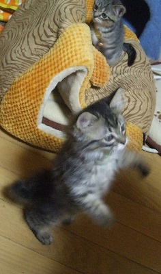 まろん立ってる所