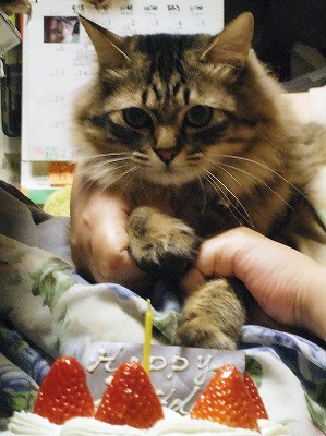 まろん１才おめでとう