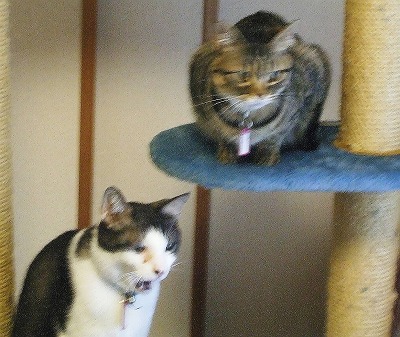 ヤマト・クルミ