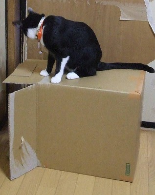 コレ面白そうにゃん