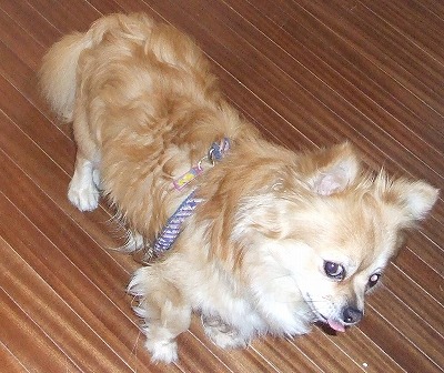 つばさくんおこってる？