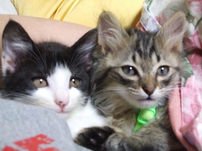 みるく・まろん