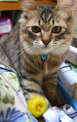 まろんお気に入り