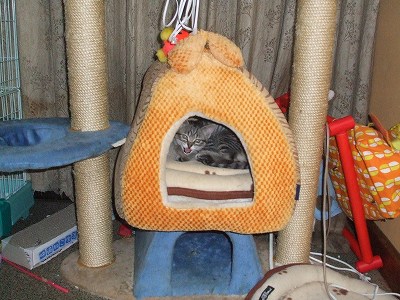 ハウスの中のクルミ