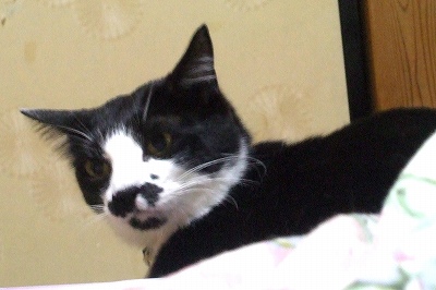 しんちゃん少し来てくれたけど・・・