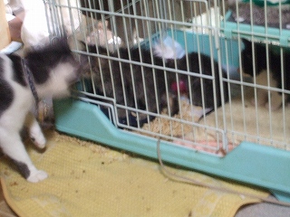 ヤマトちびが気になる