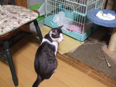 ヤマトﾁﾋﾞにゃん達を探す