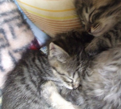 クルミ・まろん