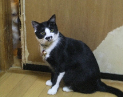 しん･･･つばさが・・・