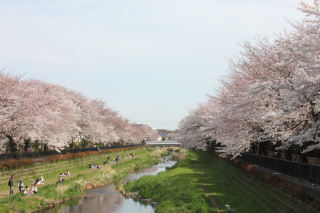 sakura