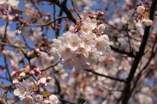 sakura