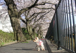 sakura