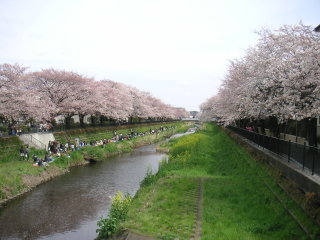 野川