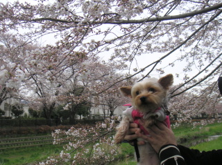 sakura