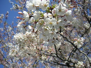 sakura