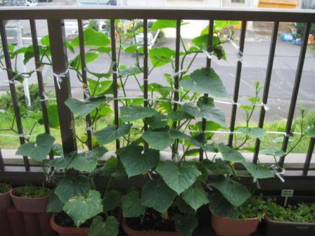 元気きゅうり１９０８２４