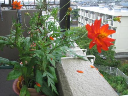 コスモス１９０８２３