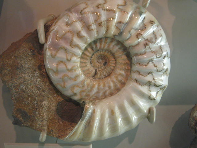 アンモナイト180528
