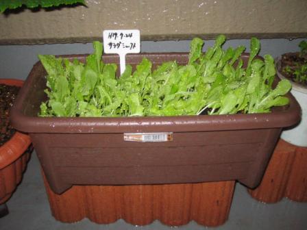 がんばれサラダ菜１９０８０８