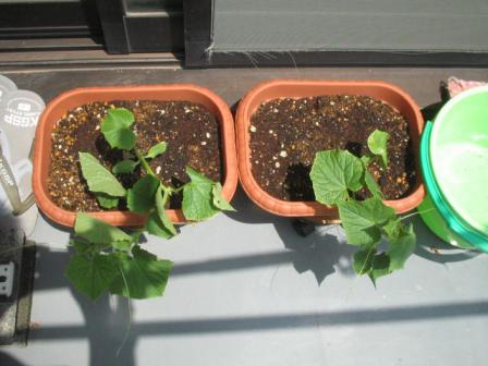 きゅうり１９０８０３