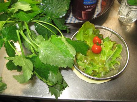 今日の塾の収穫。みつば＆ミニトマト２個、サラダ菜230624