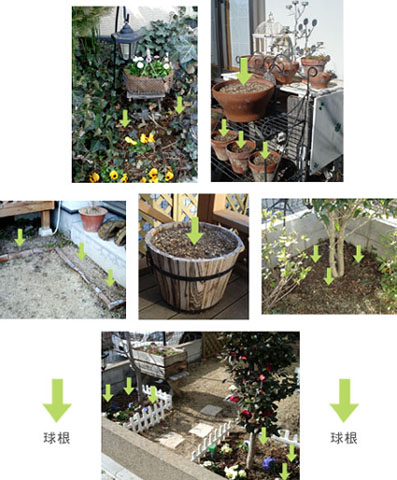 球根の埋まっている場所
