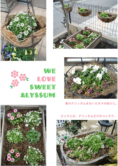 庭のアリッサムいろいろ。