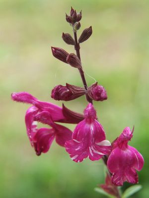 ピナフォア　パープルストリーム