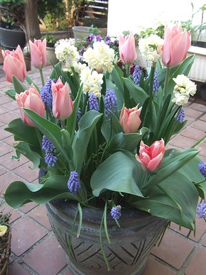 スイセンエルリッチャー、チューリップ 楊貴妃、ムスカリ アルメニアカム