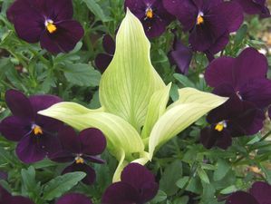 ホスタとビオラ