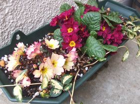 ジュリアンハンギング