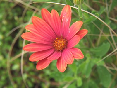 サンセットセレナ