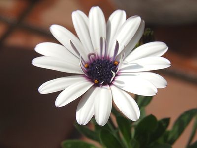 ベリーナ　デコラ