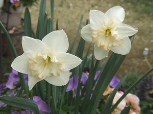 スイセン チェンジングカラー