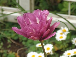 ライラックパーフェクション