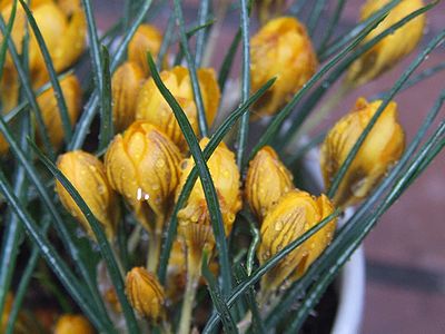 クロッカス　ドロシー