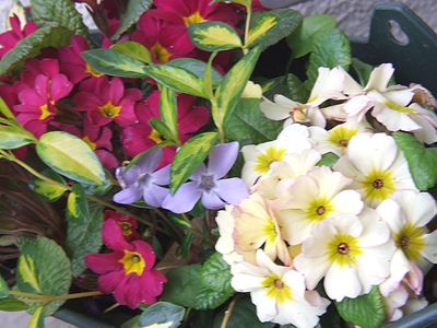 ジュリアン寄せ植え