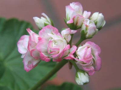 キャンディボール