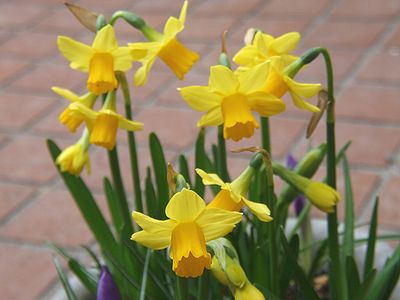 スイセン　テータテート