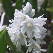 プシュキニア　リバノティカ